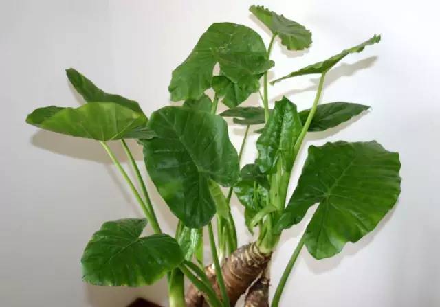 1472438597543276.jpg 640 (6).jpg