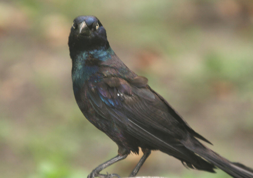 1477472911623444.png QQ截圖20161026170757.png