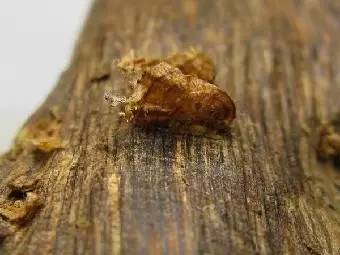 1492475021488453.jpg 2.jpg