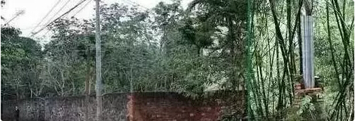 1499993276413492.jpg 5.jpg